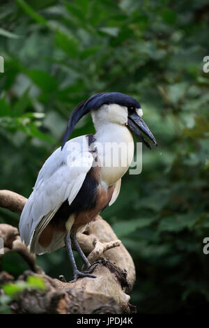 Boat-billed heron (Cochlearius cochlearius), adult, sitting on branch, Pantanal, Brazil Stock Photo