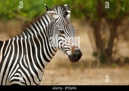 Plains Zebra (Equus quagga), animal portrait, South Luangwa National Park, Zambia Stock Photo