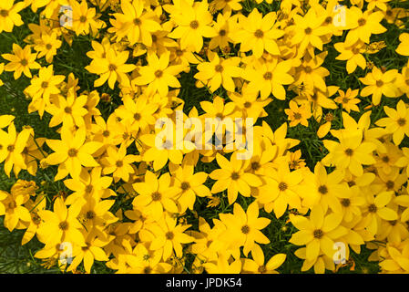 Whorled-leaved tickseed (Coreopsis verticillata), Bavaria, Germany Stock Photo