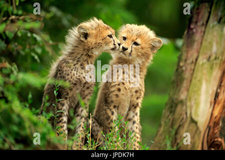 Sudan cheetahs (Acinonyx jubatus soemmeringii), two young animals sniffing at each other, social behavior, siblings