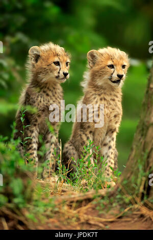 Sudan cheetah (Acinonyx jubatus soemmeringii), two young animals, siblings, sitting, ten weeks old, occurrence Sudan, captive Stock Photo