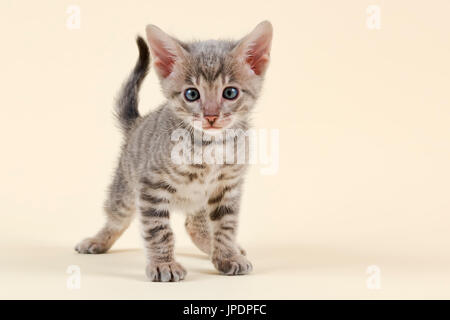 Toyger (Felis silvestris catus), age 6 weeks, color black tabby mackerel Stock Photo