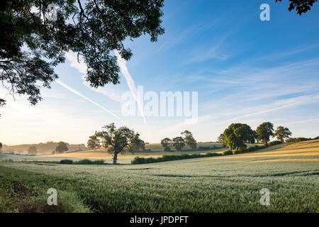 Triticum aestivum. Early morning sunlight across a ripening wheat field in Oxfordshire, UK. Stock Photo