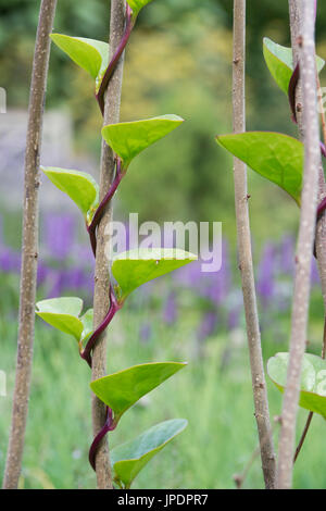 Basella alba 'Rubra'. Red Malabar spinach / Ceylon spinach / Indian spinach / vine spinach / Malabar nightshade growing up a stick wigwam. UK Stock Photo