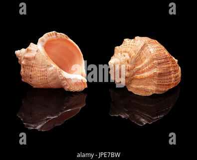 Sea shell set with real reflection on black glossy background isolated Stock Photo
