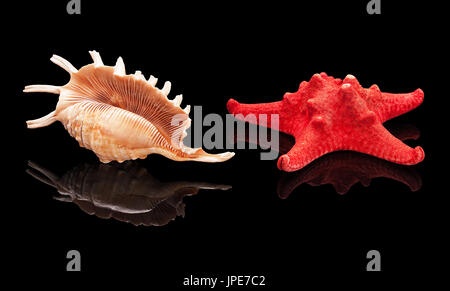 Sea shell with real reflection on black glossy background isolated Stock Photo