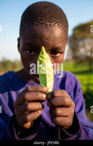 Central Africa, Malawi, Blantyre district. Tea farms Stock Photo