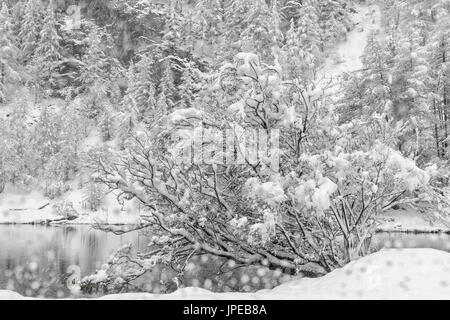 Chisone Valley (Valle Chisone), Turin province, Piedmont, Italy, Europe. Blizzard landscapes into Piedmont mountains Stock Photo