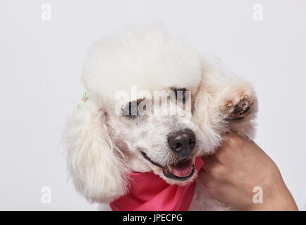 Portrait of happy groomed white poodle looking in camera isolated on white background. White poodle holding paw up Stock Photo
