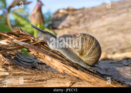 Climbing on bark from a piece of wood (Log / Tree) Stock Photo