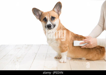 Grooming service. Close up of dog getting his hair cut at the groomer Stock Photo