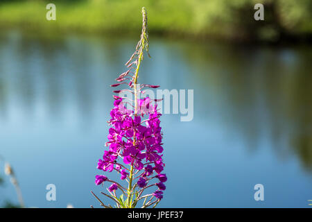 A flower called Ivan tea grows on the bank of the channel Stock Photo