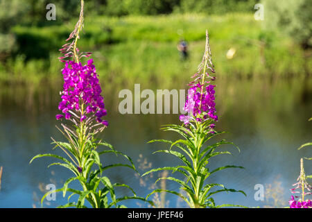 A flower called Ivan tea grows on the bank of the channel Stock Photo