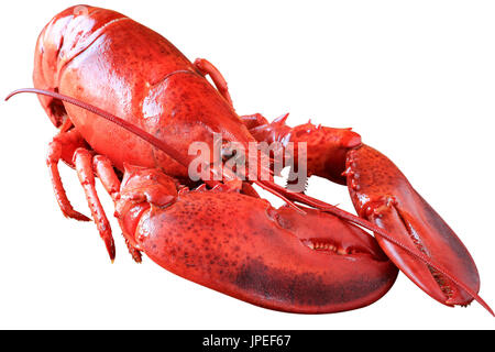 Steamed lobster isolated on white with clipping path Stock Photo