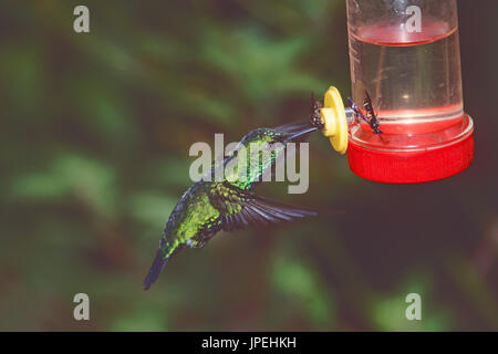 Western emerald Chlorostilbon melanorhynchus at hummingbird feeder Tandayapa Bird Lodge Ecuador South America Stock Photo