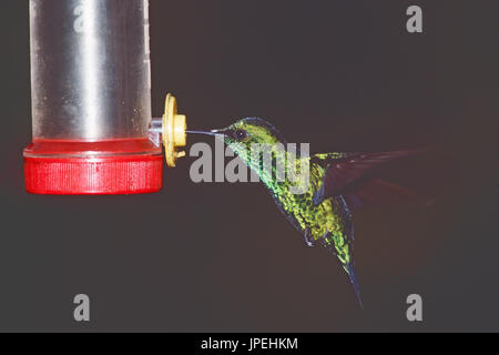 Western emerald Chlorostilbon melanorhynchus at hummingbird feeder Tandayapa Bird Lodge Ecuador South America Stock Photo