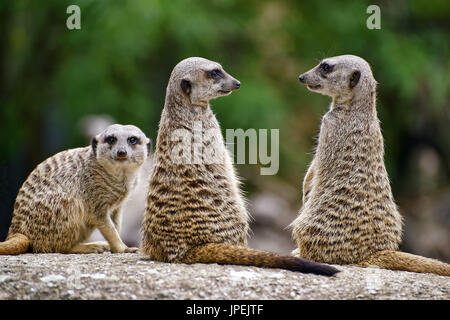 Meerkats / Suricates - Suricata suricatta Stock Photo