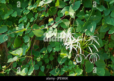 Crinum asiaticum flowers with leaves of vines