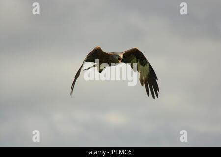 Red Kite, Milvus milvus, in flight calling Stock Photo