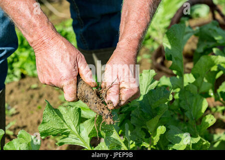 Digging up fresh black radish with hands gardener in the garden, close up on hands Stock Photo