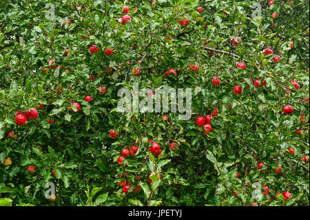 Ripe apples on tree. Stock Photo