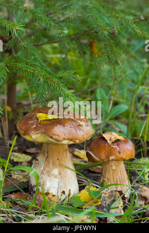 Boletus Edulis. Two Edible Mushrooms Boletus Edulis (Porcini) Growing In Autumn Forest Close Up. Stock Photo