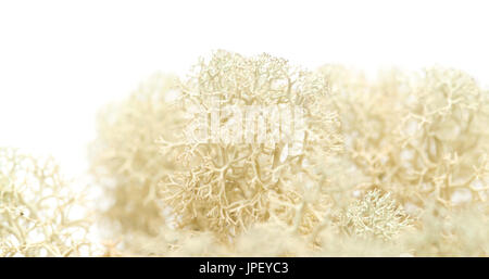 reindeer lichen Cladonia macro isolated on white Stock Photo