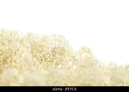 reindeer lichen Cladonia macro isolated on white Stock Photo