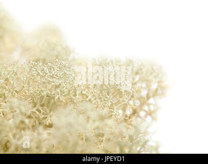 reindeer lichen Cladonia macro isolated on white Stock Photo