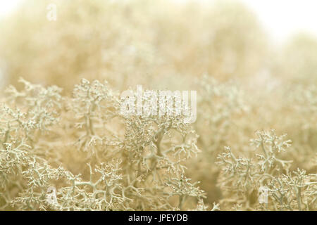 reindeer lichen Cladonia natural macro background Stock Photo