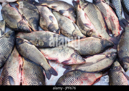 Alive carp for sale at St. Nicholas day. Stock Photo