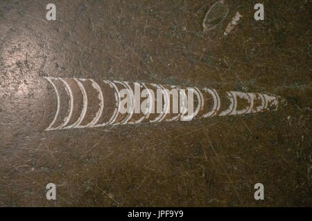 fossils in marble are not un common Stock Photo