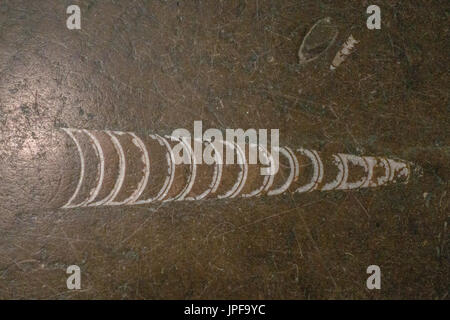 fossils in marble are not un common Stock Photo