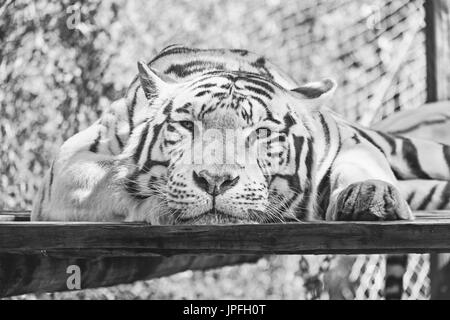 The white tiger or bleached tiger is a pigmentation variant of the Bengal tiger, which is reported in the wild from time to time in the Indian states  Stock Photo