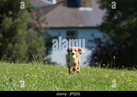 Gravesend, Kent, United Kingdom. 1st August, 2017. Cockapoo puppy Pip plays in the sunshine in a park in the riverside town of Gravesend in Kent. Rob Powell/Alamy Live News Stock Photo