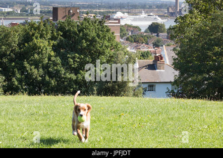 Gravesend, Kent, United Kingdom. 1st August, 2017. Cockapoo puppy Pip plays in the sunshine in a park in the riverside town of Gravesend in Kent. Rob Powell/Alamy Live News Stock Photo