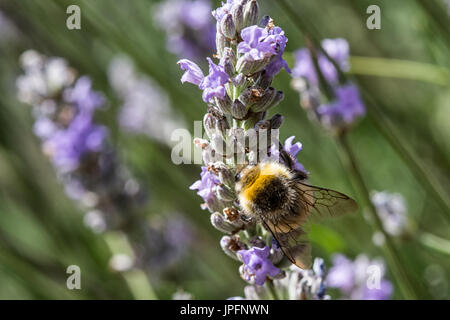 Burton Lazars, Leicestershire, UK. 1st August 2017. Cat watchers Bumblebees between sunshine and showers. Bumblebees are declining across the UK with the lost two species . Credit: Clifford Norton/Alamy Live News Stock Photo