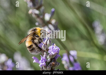 Burton Lazars, Leicestershire, UK. 1st August 2017. Cat watchers Bumblebees between sunshine and showers. Bumblebees are declining across the UK with the lost two species . Credit: Clifford Norton/Alamy Live News Stock Photo