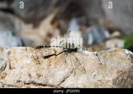 A dragon fly landed on a rock on a sunny day near a river Stock Photo