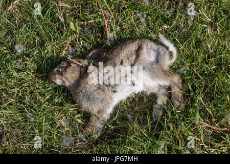 A decomposing dead Rabbit Stock Photo - Alamy