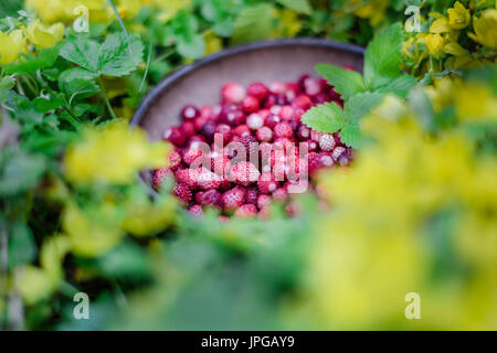 Wild Strawberries in clay bowl. Stock Photo
