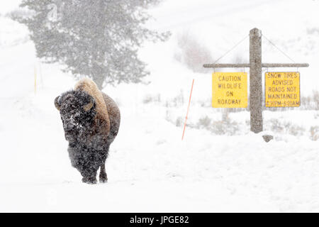 Bison (Bison bison) bull, walking in a snowstorm on the road, with snowtires warning signs in background, Yellowstone National Park, Montana, Wyoming, Stock Photo