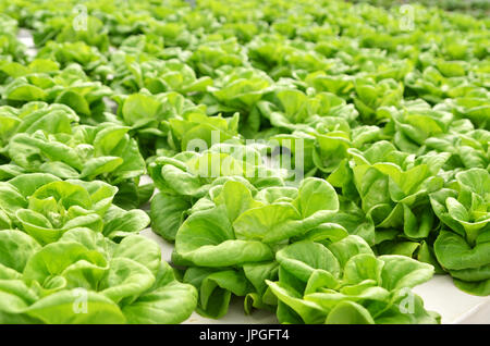 In the commercial greenhouse soilless cultivation of vegetables