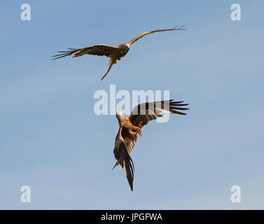 Two Red Kites, Milvus milvus, in flight Stock Photo