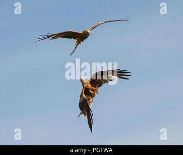 Two red kites hunting in blue sky, beautiful birds of prey Stock Photo ...
