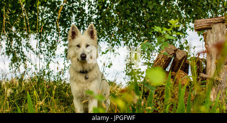 A white dog (a berger blanc suisse or white shepherd) sits amongst the undergrowth looking alert. Stock Photo