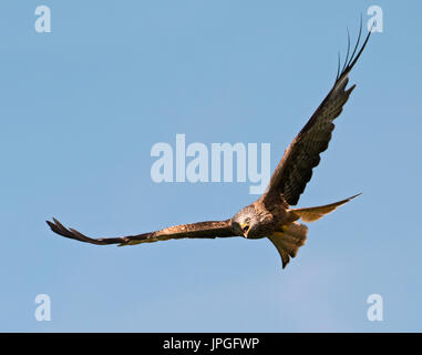Red Kite, Milvus milvus, in flight calling Stock Photo