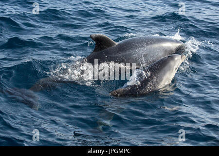 Common Bottlenose Dolphin (Tursiops truncates) mother and baby surfacing in the Strait of Gibraltar Stock Photo