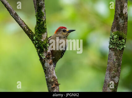 Red-crowned Woodpecker (Melanerpes rubricapillus). Colombia, South America. Stock Photo
