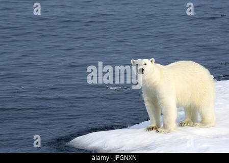 A male Polar Bear (Ursus maritimus) on the ice floe of Baffin Bay, Arctic Circle, getting curious about people on the ship Stock Photo